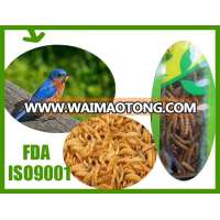 Pet Food Suppliers Dehydrated Mealworms Crickets Grasshoppers /First grade dried mealworm